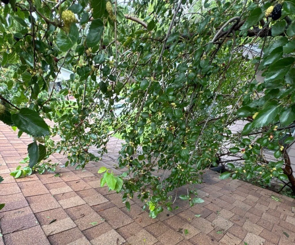 After a storm, a tree abuts the eaves of the house, colliding with the gutters and potentially causing damage to the gutter clips.