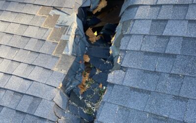 How Trees Affect Roofs: A Reference for Risks, Damage Prevention, and Smart Planning